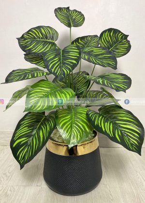 Money Plant PL1014
