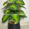 Anthurium Plant PL1015