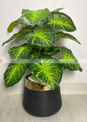 Anthurium Plant PL1015