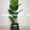 Banana Plant With Planter PL1018