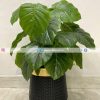 Pothos Plant With Planter PL1020