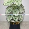 Caladium Plant With Planter PL1024