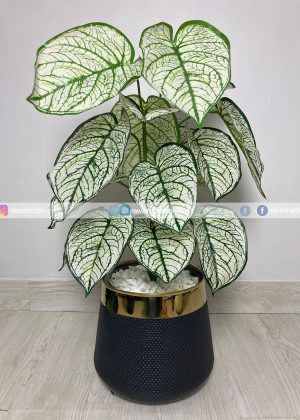 Caladium Plant With Planter PL1024