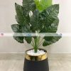 Caladium Plant With Planter PL1025