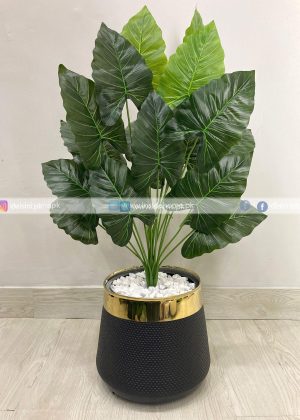 Caladium Plant With Planter PL1025