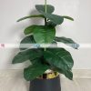 Fiddle Plant PL1026