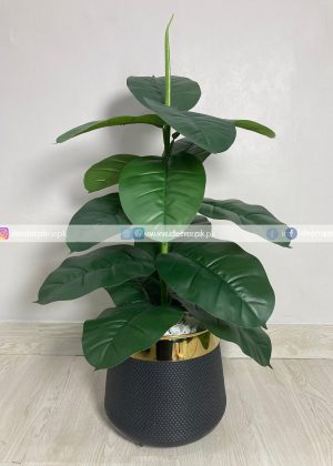 Fiddle Plant PL1026