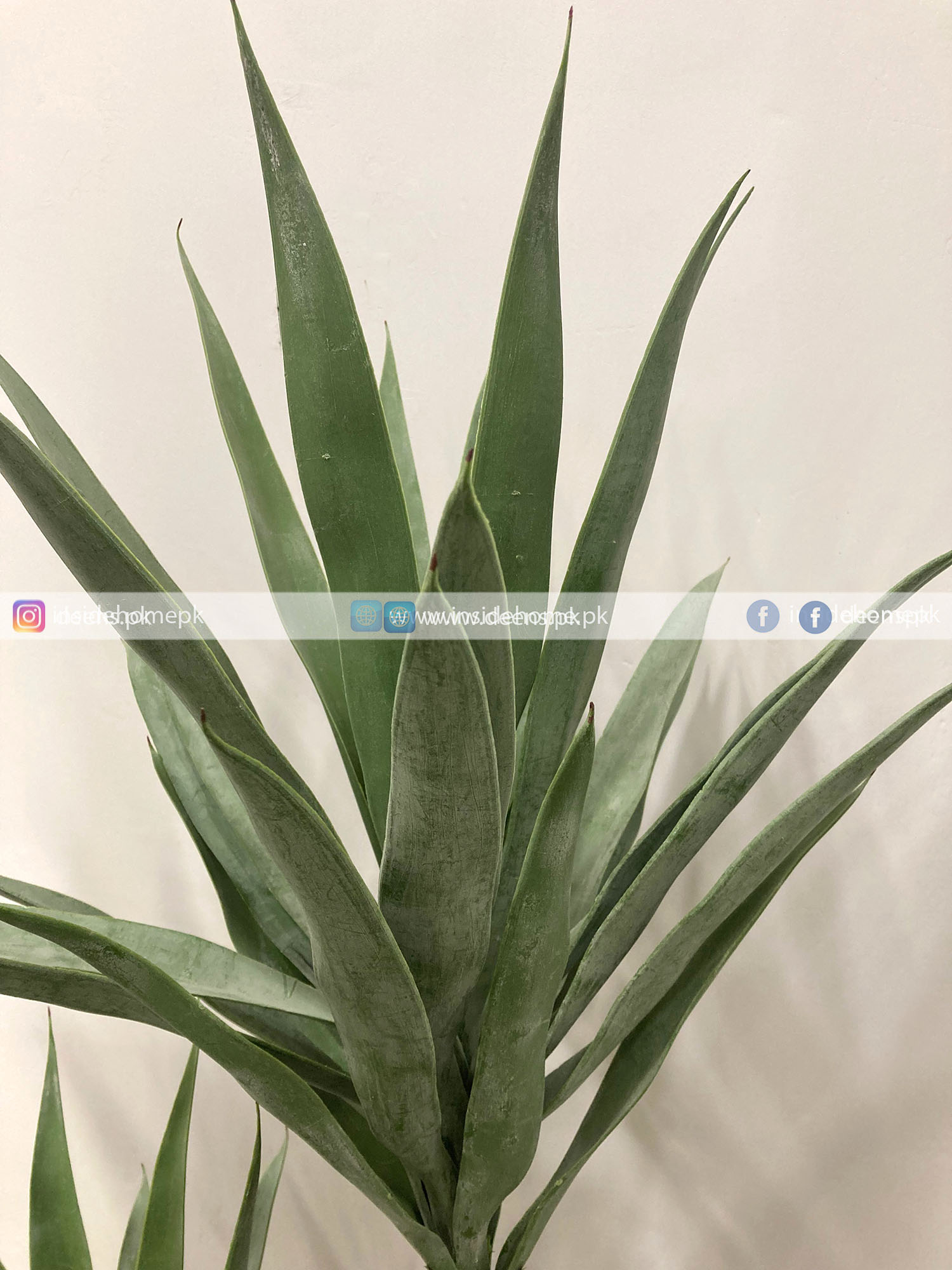 Agave Plant With Planter PL1028 - Image 2