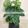 Monstera Plant PL1029