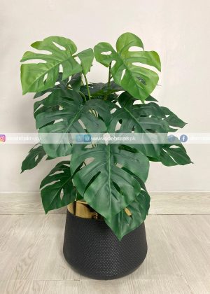 Monstera Plant PL1029