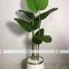 Banana Plant With Planter PL1032