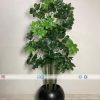 Chikoo Plant PL1033