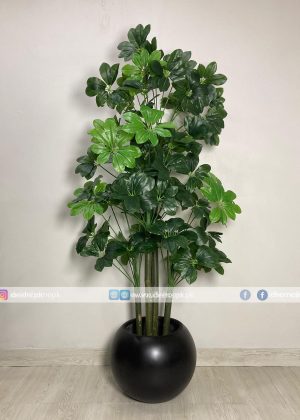 Chikoo Plant PL1033